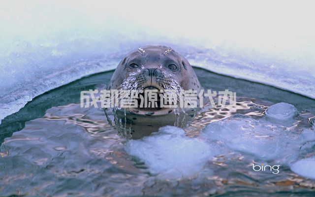 2-2103291P043T4.jpg
